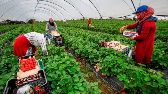 صحيفة إلباييس: العمال المغاربة يهيمنون على عقود العمل الموسمية بإسبانيا خلال 2025