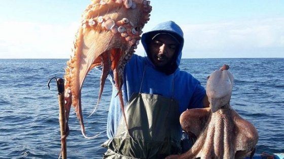 موسم أخطبوط واعد يعزز تعافي المصيدة