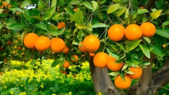 البرتقال المغربي يقتحم السوق الإسبانية بقوة ويقلب موازين المنافسة المتوسطية