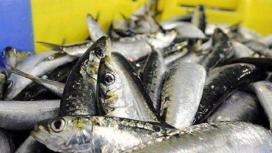 السردين المغربي يشعل توتراً تجارياً جديداً مع إسبانيا