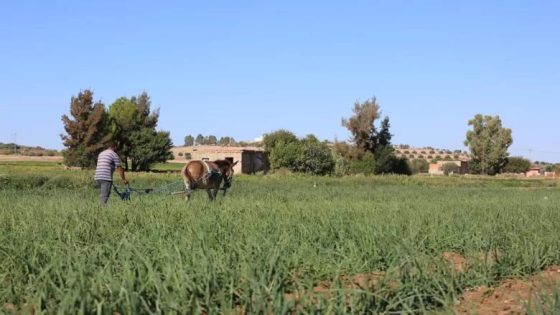 أمطار تنعش الآمال… تفاؤل حذر يخيّم على الفلاحين بعد سنوات الجفاف