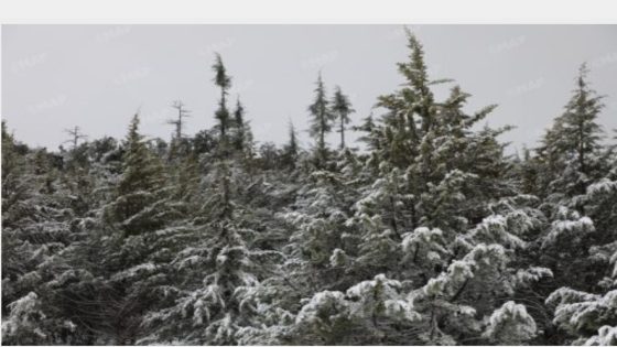 الثلوج تعود لتكسو قمم خنيفرة وتعيد الحياة لغابات الأرز