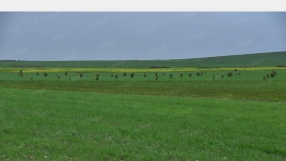 التساقطات المطرية الأخيرة تنعش مختلف السلاسل الفلاحية بإقليم الصويرة