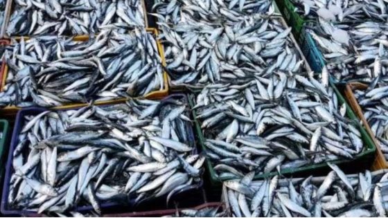 تقييد تصدير السردين .. إجراء موجه ومؤقت