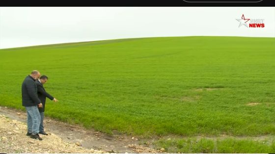 مولاي يعقوب .. غيث ينعش مزروعات الحبوب والقطاني