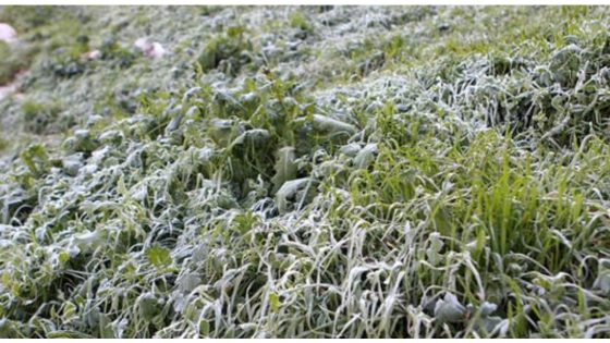 طقس الجمعة: صقيع وكتل ضبابية مع رياح معتدلة إلى قوية