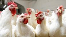 مع اقتراب عيد الأضحى أسعار الدجاج تنهار بالمغرب والمستهلك يلتقط أنفاسه بعد شهور الغلاء