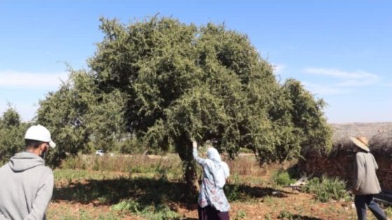 المغرب يقترب من إنتاج أول زيت للأركان الفلاحي