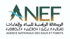 الوكالة الوطنية للمياه والغابات تحين نشرة مخاطر حرائق الغابات للفترة من 6 إلى 12 يوليوز 2026